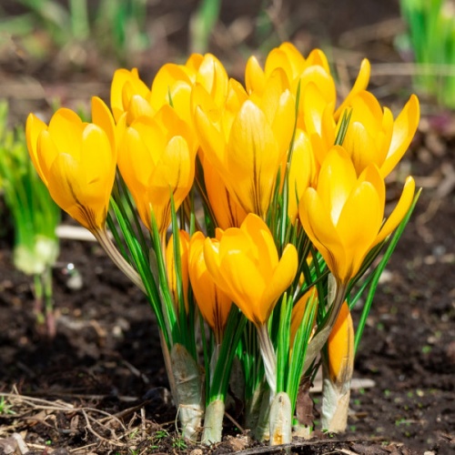 Crocus Large Flowered Yellow